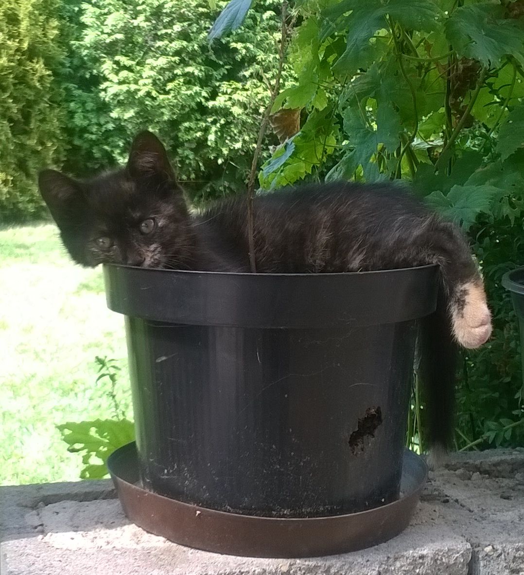 když se kotě dobře zasadí a zalévá ......
